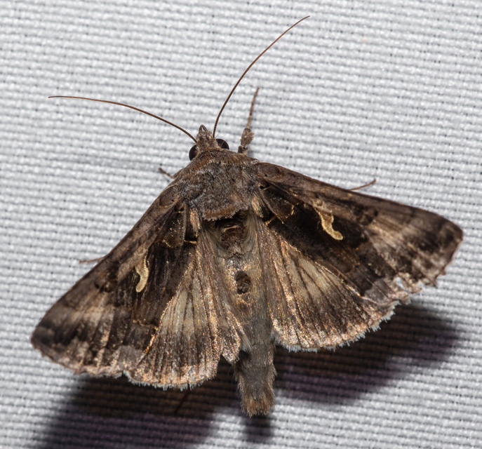 Autographa gamma - gammalepke