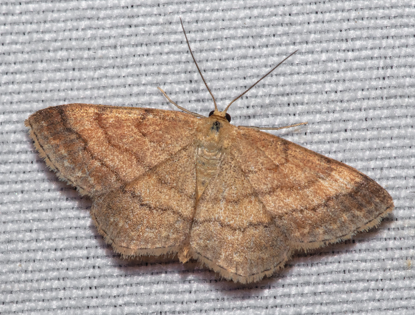 Scopula rubiginata - réti pirosaraszoló