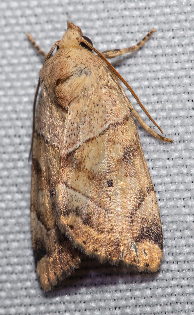 Cosmia trapezina - közönséges lombbagoly