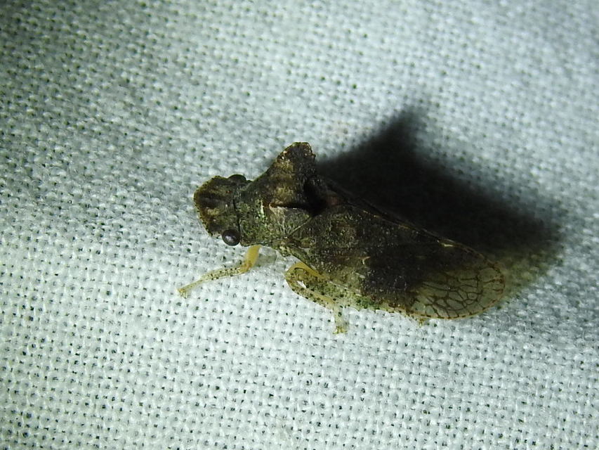 Ledra aurita - füleskabóca
