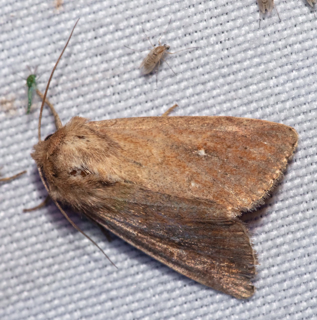 Mythimna albipuncta - fehérpettyes rétibagoly
