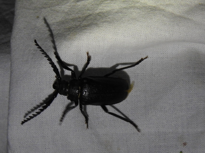 Prionus coriarius - csőszcincér