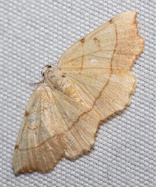 Eilicrinia trinotata - háromjegyű araszoló