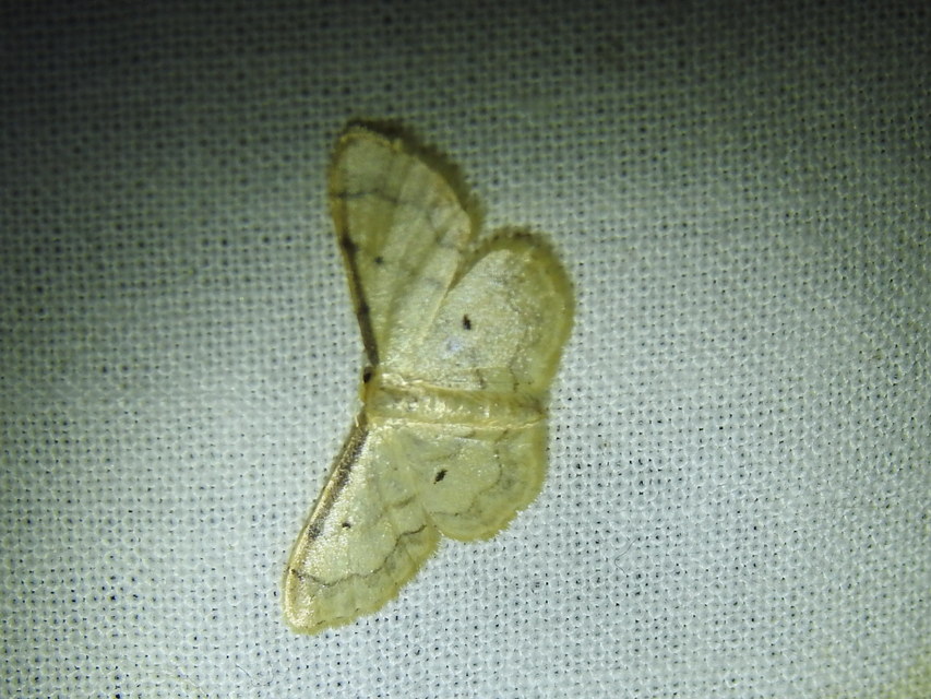 Idaea politaria - vonalas apróaraszoló