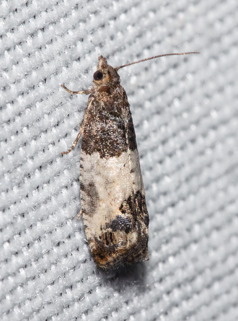 Notocelia