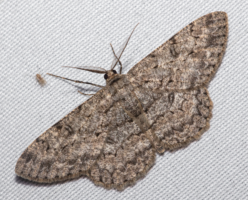 Hypomecis punctinalis - pettyes faaraszoló