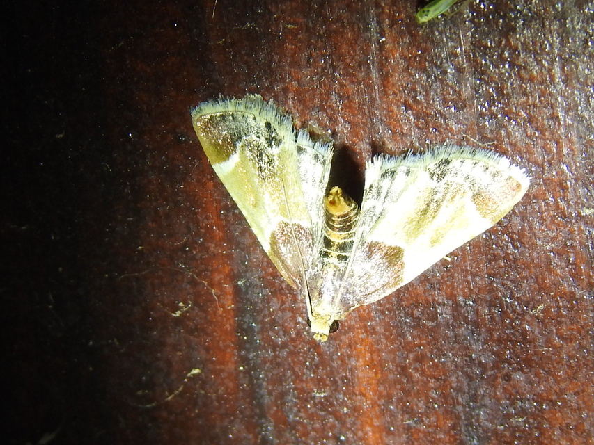 Pyralis farinalis - lisztilonca