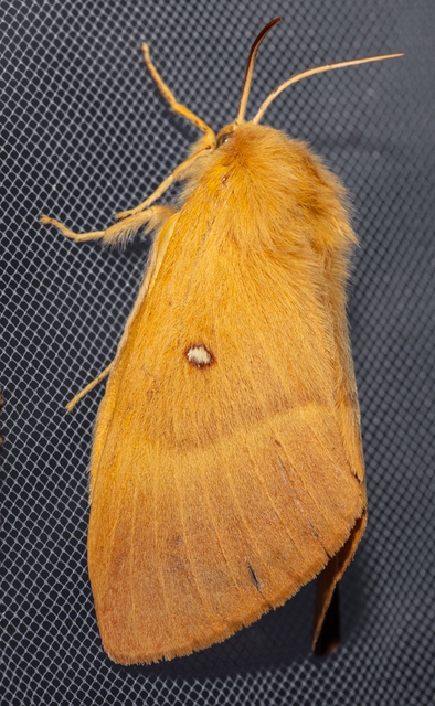 Lasiocampa quercus - tölgyfaszövő