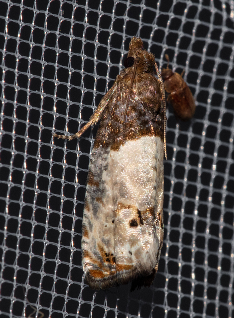 Notocelia roborana - rózsarügy-tükrösmoly