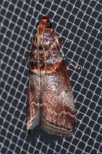 Acrobasis advenella - gerleszínű karcsúmoly