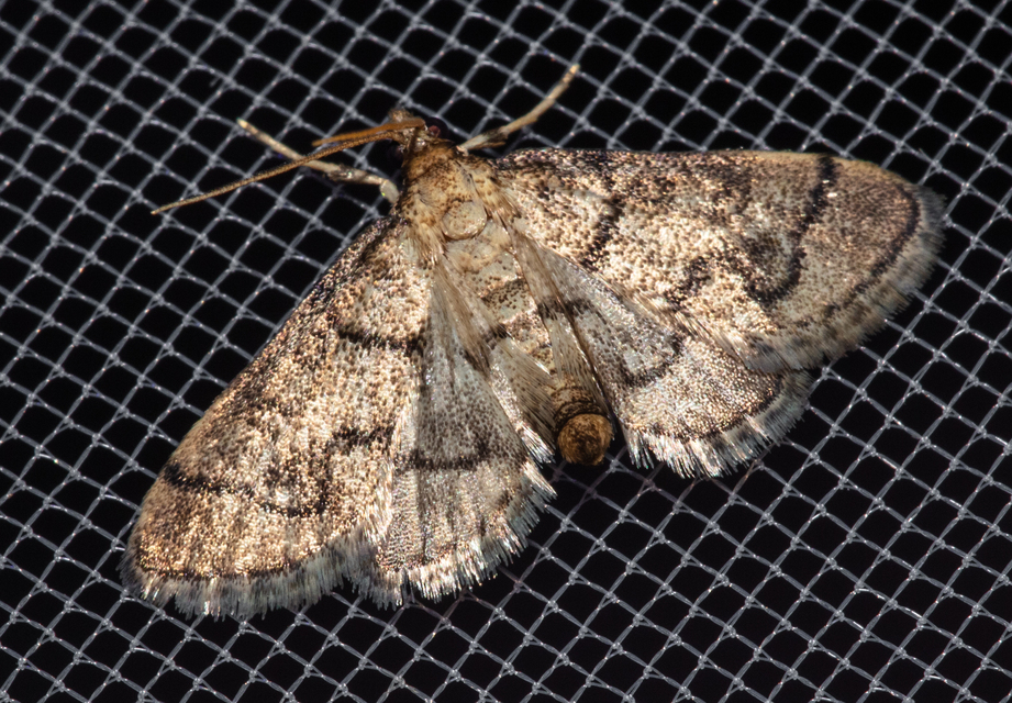 Metasia ophialis - kígyósávos tűzmoly