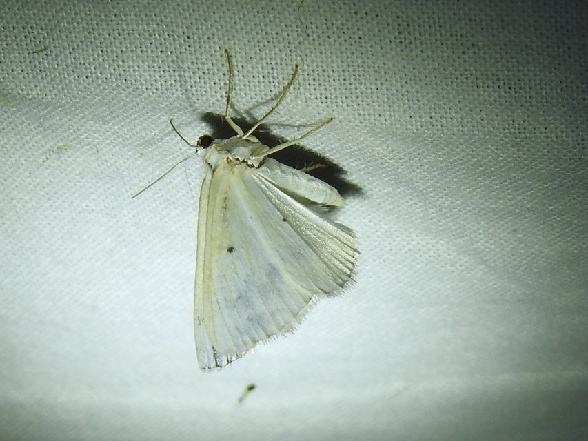 Lomographa temerata - foltos fehéraraszoló