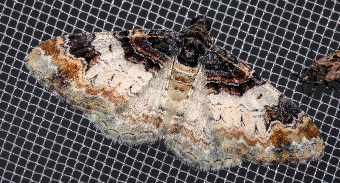 Catarhoe cuculata - csuklyás tarkaaraszoló