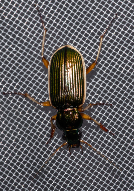 Chlaenius spoliatus - csupasz bűzfutó