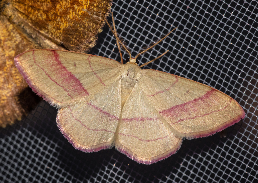 Rhodostrophia vibicaria - pirosszélű araszoló