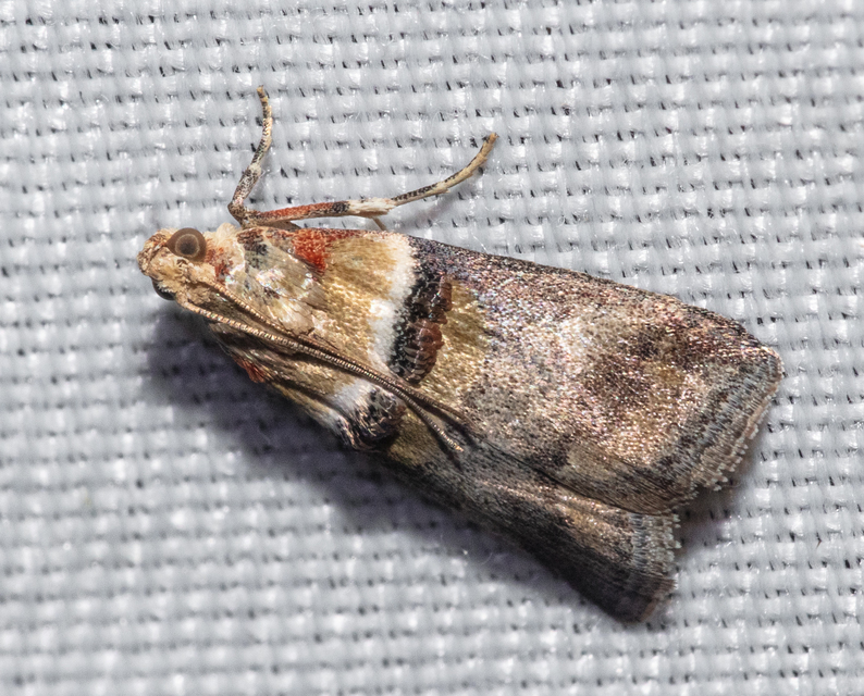 Acrobasis tumidana - bordás karcsúmoly