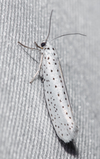 Yponomeuta