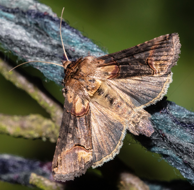 Abrostola triplasia - közönséges csalánbagoly