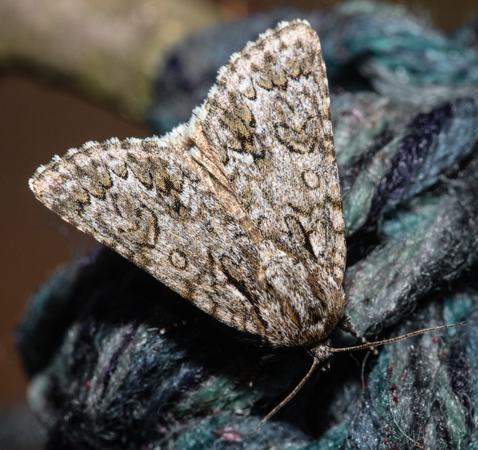 Acronicta auricoma - aranyos szigonyosbagoly