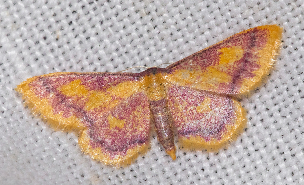 Idaea muricata - mocsári pirosaraszoló Idaea muricata - mocsári pirosaraszoló