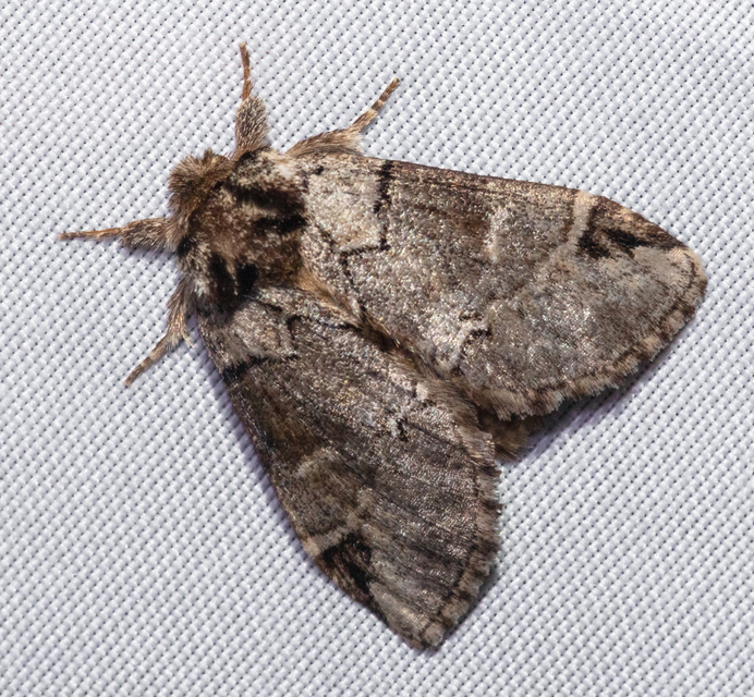 Drymonia obliterata - feketefoltos púposszövő