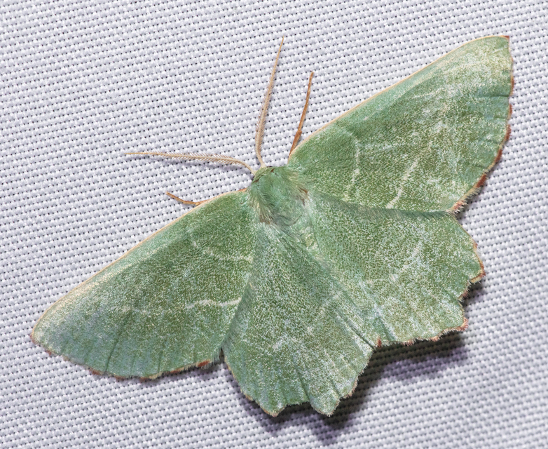 Thalera fimbrialis - csipkésszélű zöldaraszoló