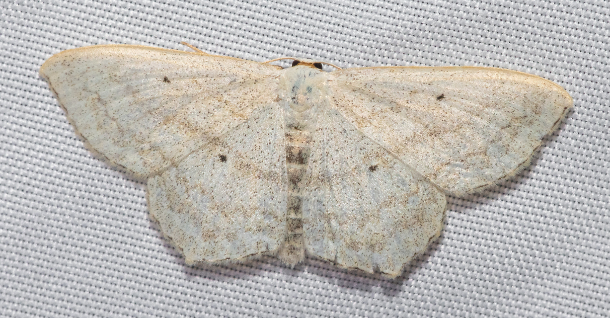 Scopula nigropunctata - feketepettyes araszoló