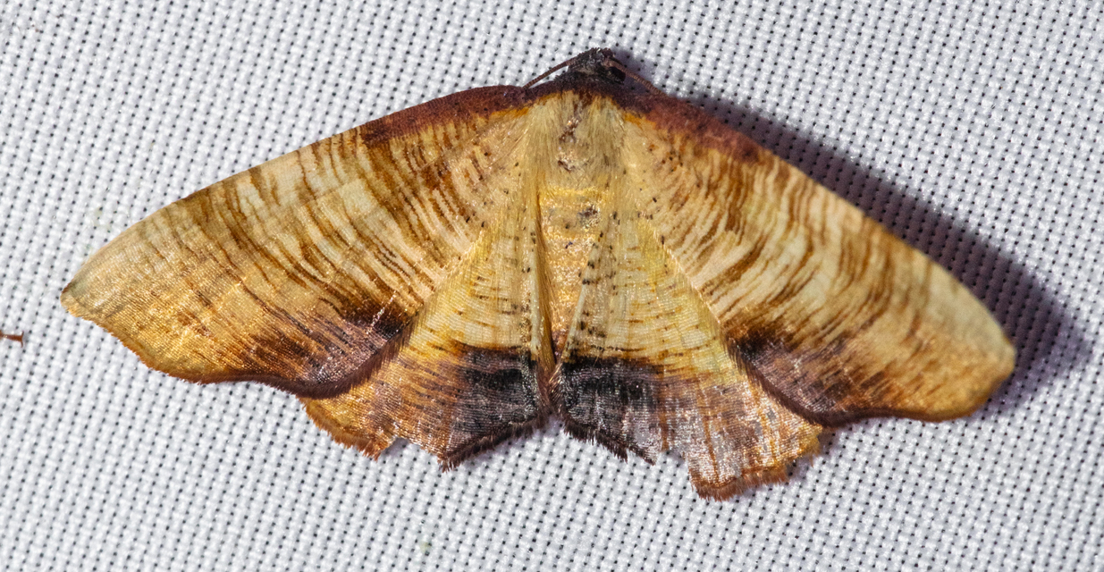 Plagodis dolabraria - baltaszárnyú araszoló