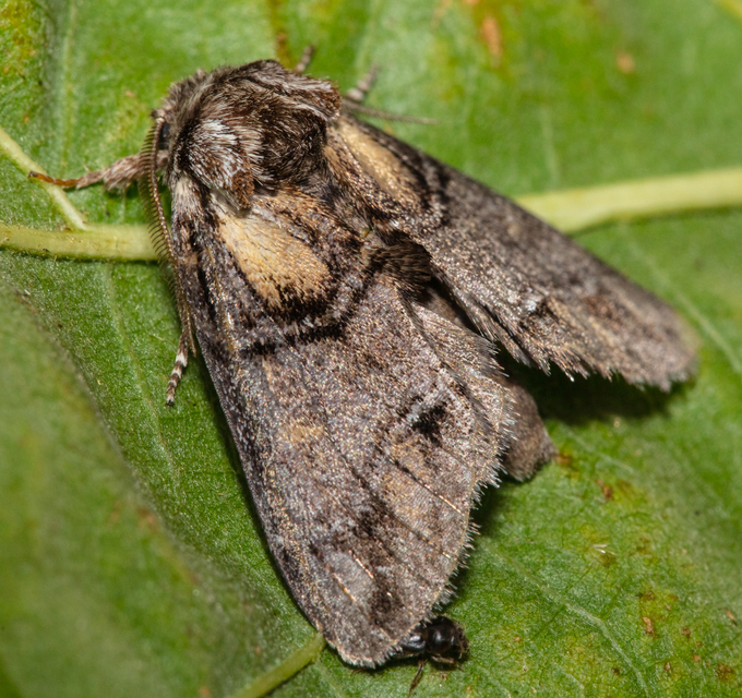 Drymonia velitaris - hegyi púposszövő