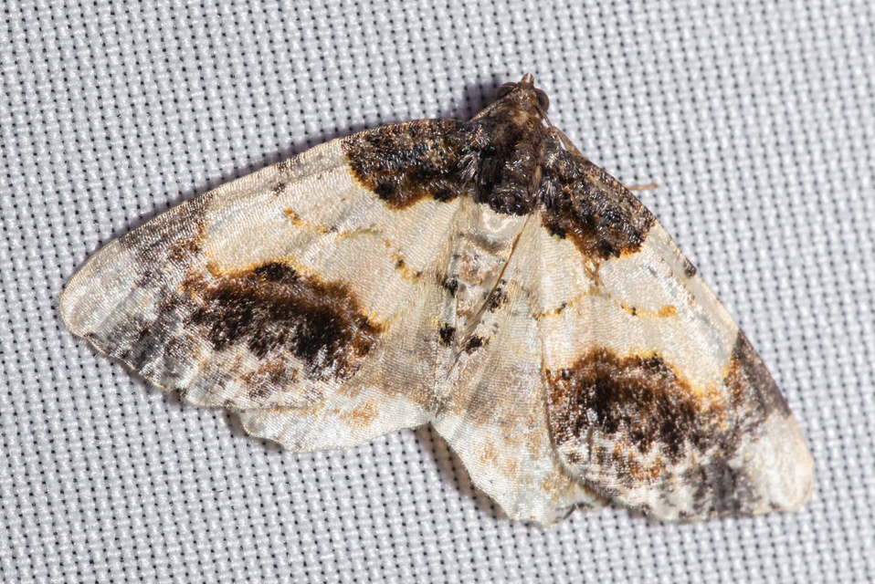 Ligdia adustata - barna levélaraszoló