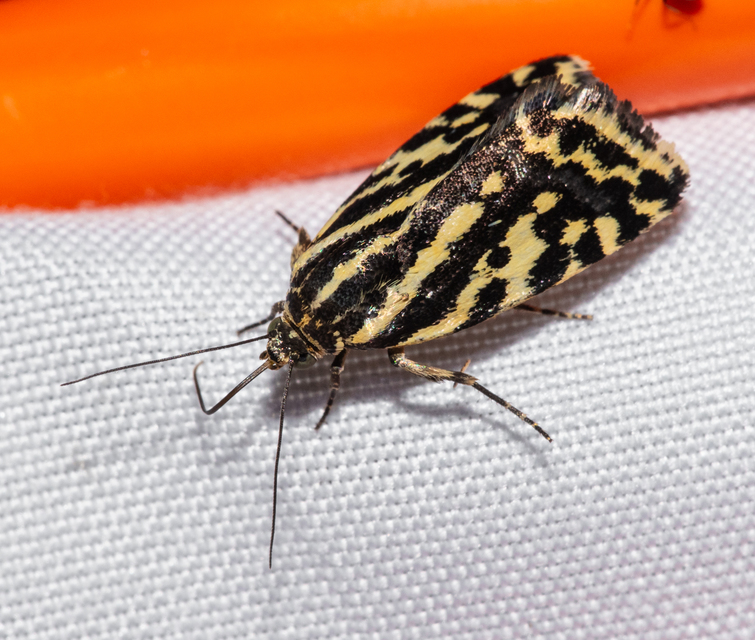 Emmelia trabealis - zebrabagoly