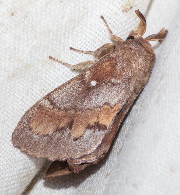 Dendrolimus pini - fenyőpohók