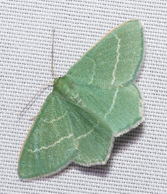 Chlorissa viridata - üdezöld araszoló