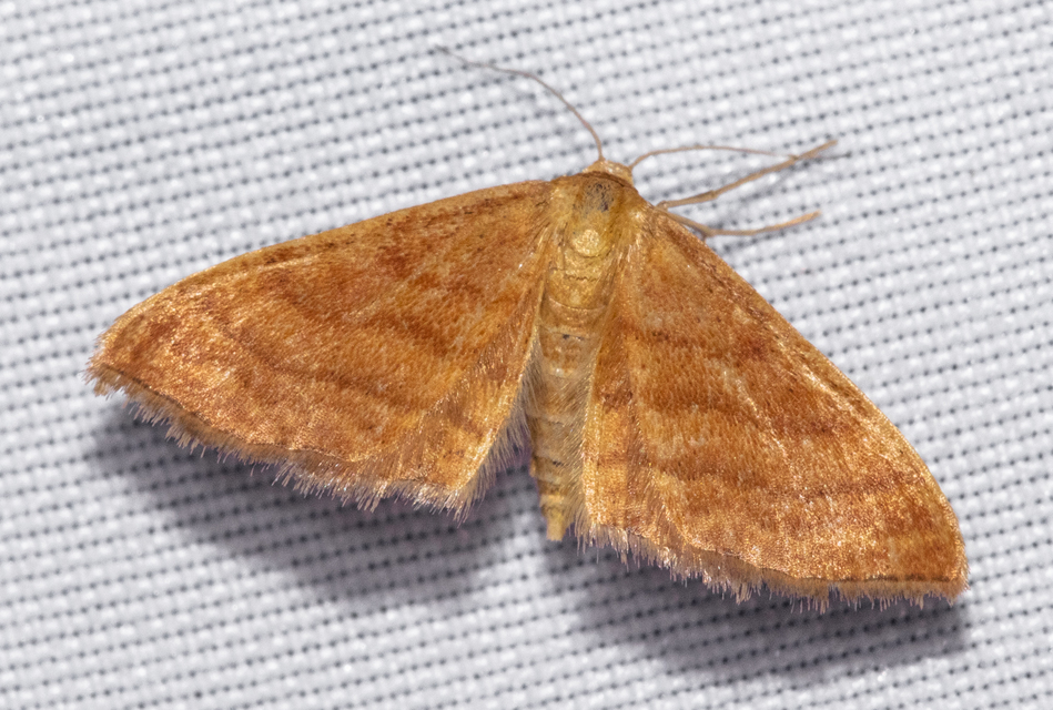 Idaea ochrata - okkerszínű sávosaraszoló