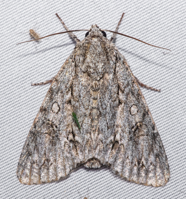 Acronicta aceris - vadgesztenye-szigonyosbagoly