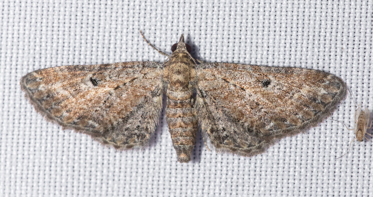 Eupithecia millefoliata - cickafark-törpearaszoló