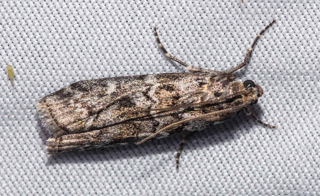 Dioryctria