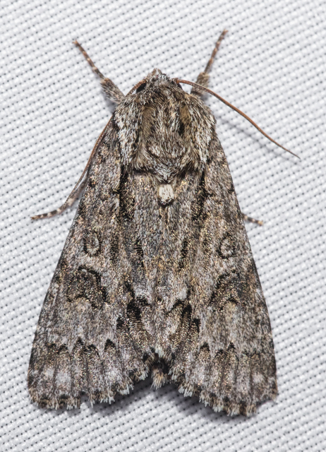 Acronicta auricoma - aranyos szigonyosbagoly