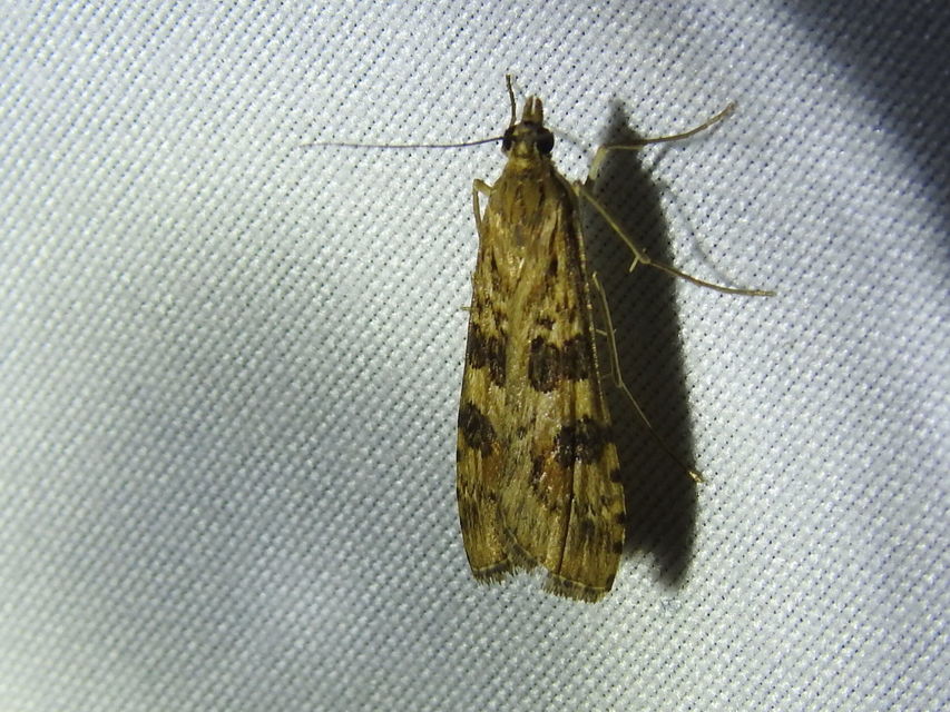 Nomophila noctuella - közönséges vándormoly
