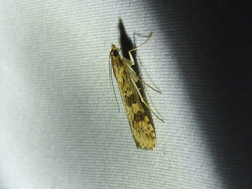 Nomophila noctuella - közönséges vándormoly
