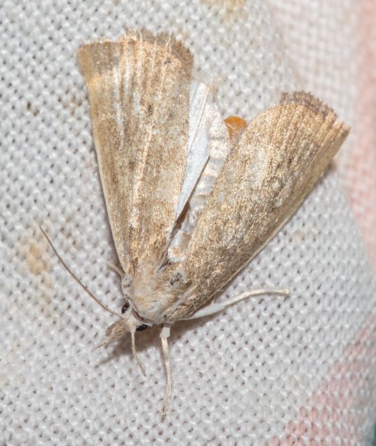 Calamotropha paludella - barna nádlevélmoly