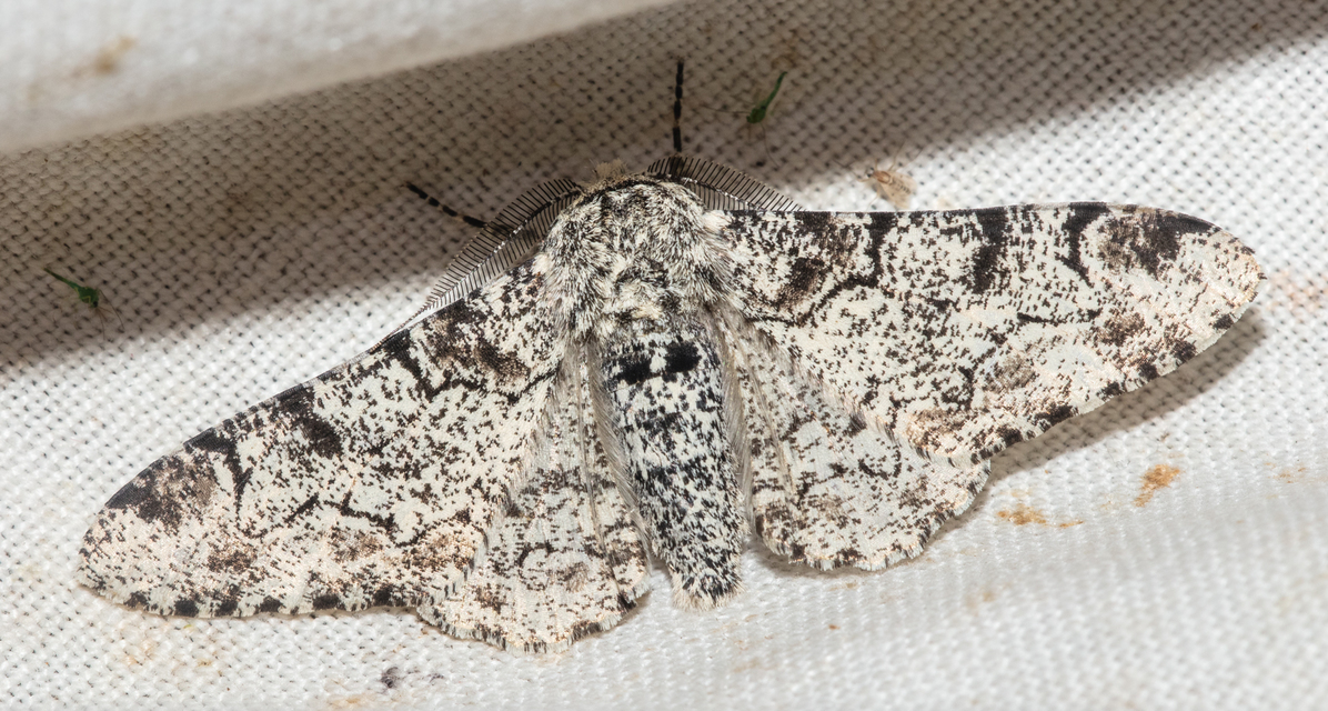 Biston betularia - szürkepettyes araszoló