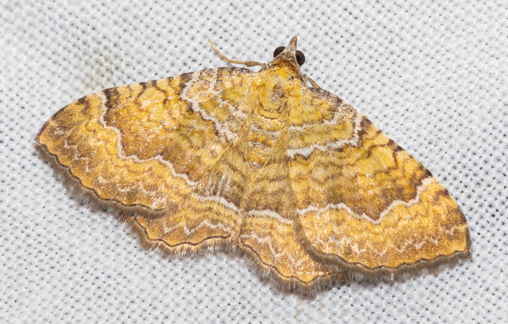 Camptogramma bilineata - kétvonalas sávosaraszoló