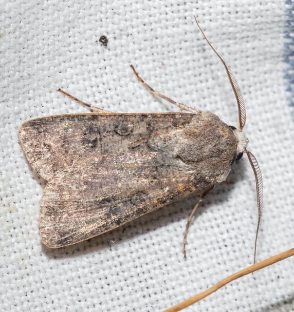 Agrotis segetum - vetési földibagoly