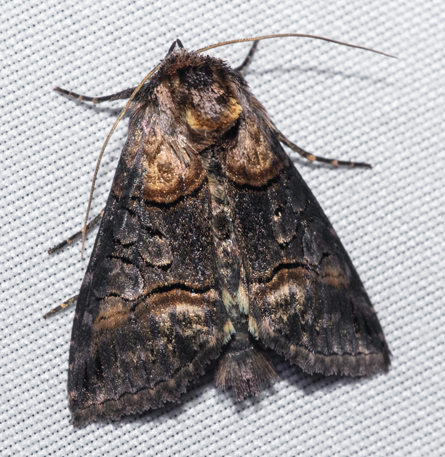 Abrostola asclepiadis - barnaövű csalánbagoly