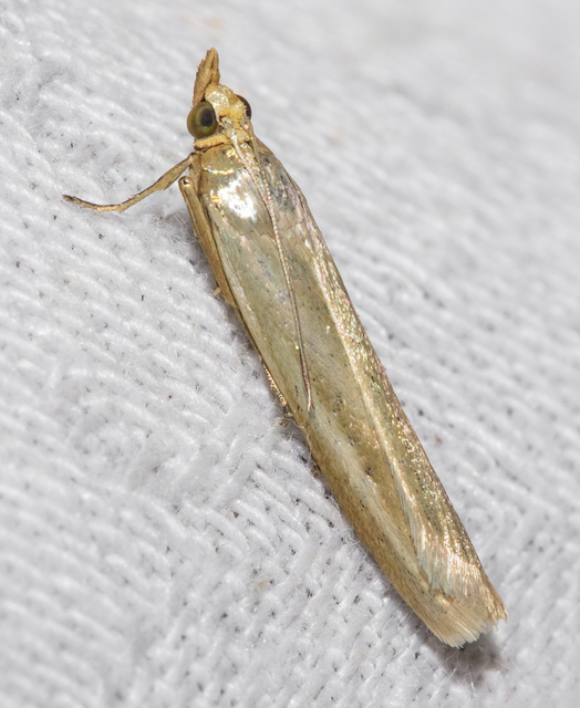 Selagia argyrella - ezüstös karcsúmoly