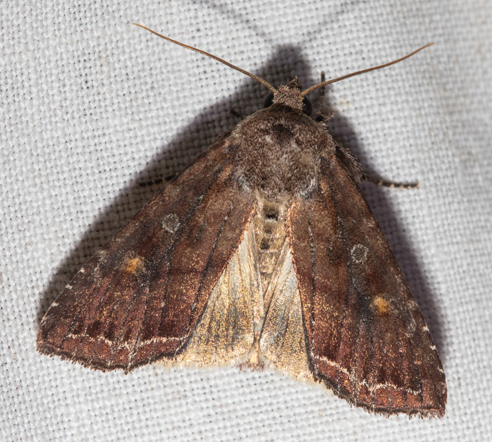 Lacanobia oleracea - saláta-kertibagoly
