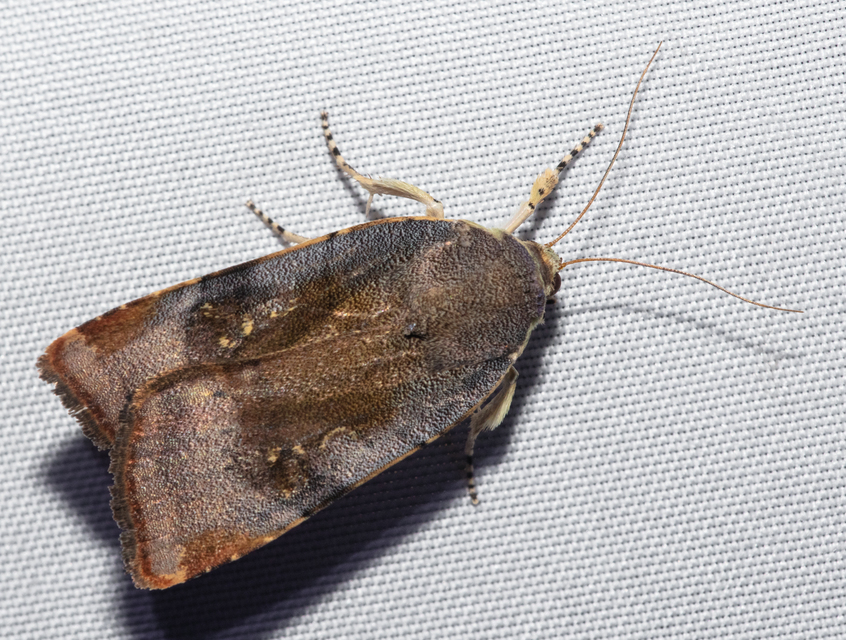 Noctua janthe/janthina