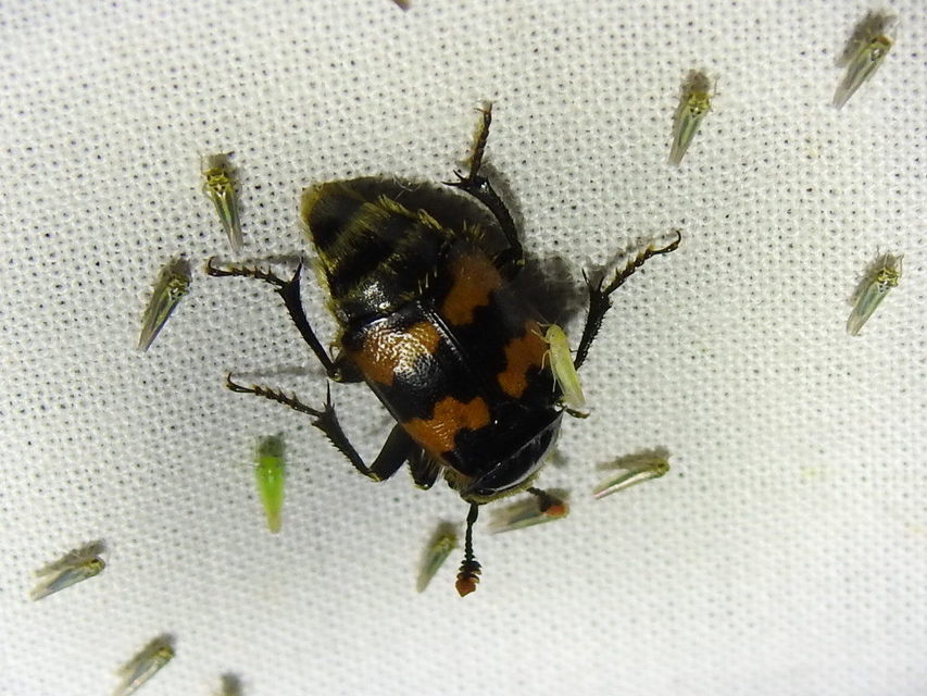 Nicrophorus vespillo - közönséges temetőbogár