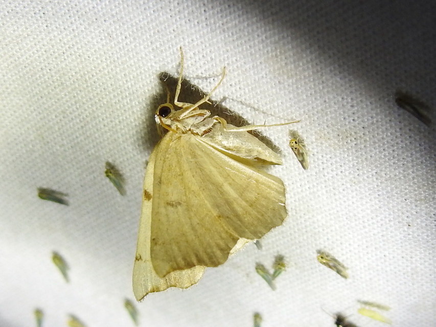Eilicrinia trinotata - háromjegyű araszoló